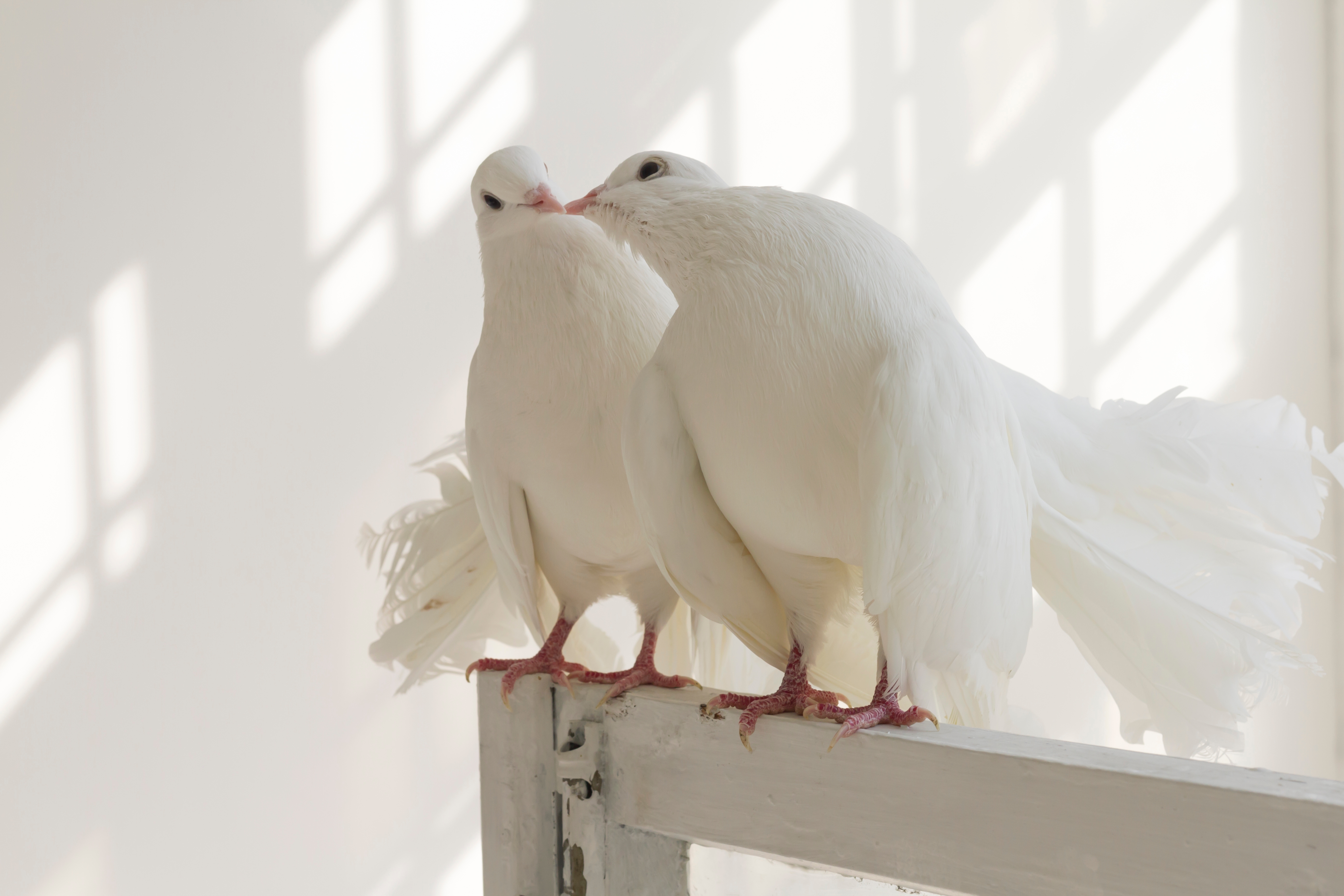 Doves in love ,lovely birds, White doves